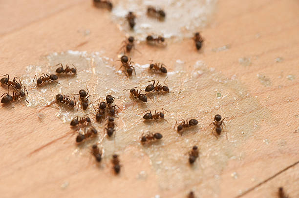 Best Exterminator Services  in Hinesville, GA