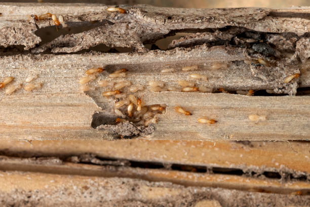 Reliable Hinesville, GA Pest Control Solutions